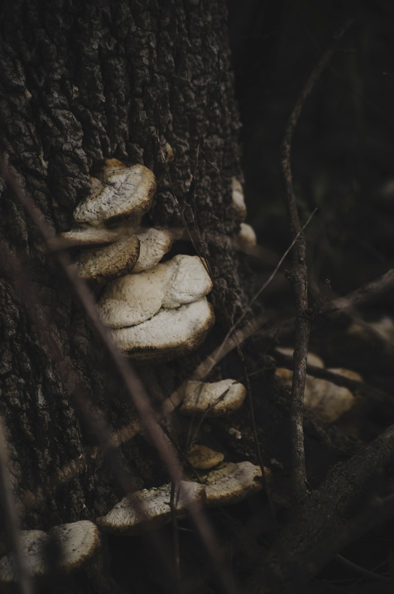 160401-danielle-drew-arakarei-0108