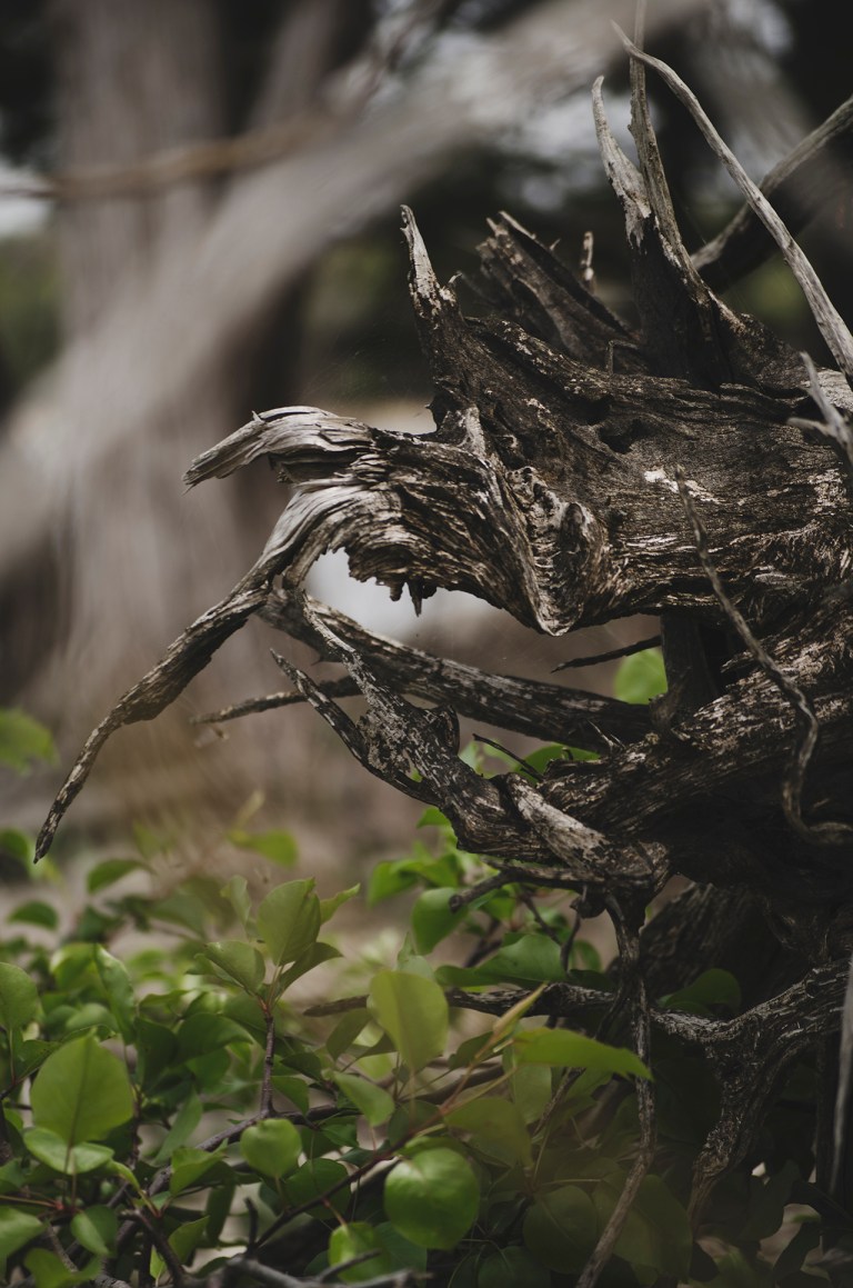 160401-danielle-drew-arakarei-0113