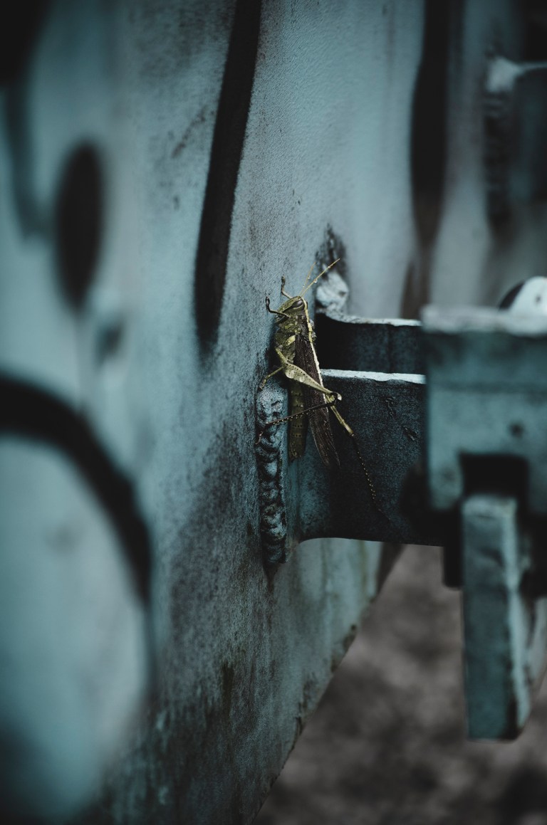 160827-ginger-brittany-arakarei-204