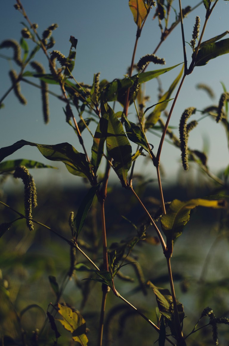 160924-cydnie-arakarei-105